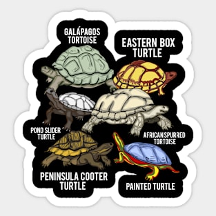 Turtle Breeds Galapagos Tortoise Species Turtle Sticker